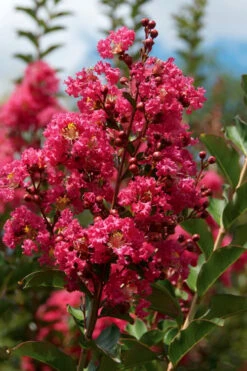 Tonto Red Crape Myrtle - 6 Pack Of 1 Gallon Pots 11 Tonto Red Crape Myrtle - 6 Pack Of 1 Gallon Pots -Wilson Bros Garden Crape Myrtle Tonto 10 5