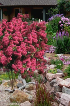 Tonto Red Crape Myrtle - 7 Gallon Pot (3-4') -Wilson Bros Garden Crape Myrtle Tonto 13 1