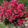 Tonto Red Crape Myrtle - 3 Gallon Pot (3-4') -Wilson Bros Garden Crape Myrtle Tonto 14 3