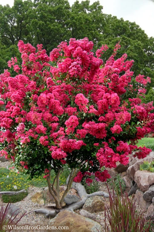 Tonto Red Crape Myrtle - 6 Pack Of 1 Gallon Pots 3 Tonto Red Crape Myrtle - 6 Pack Of 1 Gallon Pots