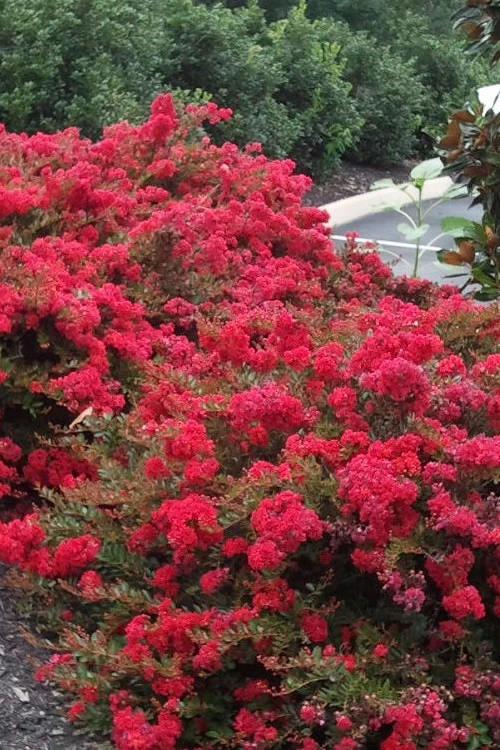 Cherry Dazzle Dwarf Crape Myrtle - 2 Gallon Pot 3 Cherry Dazzle Dwarf Crape Myrtle - 2 Gallon Pot