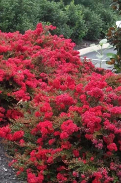 Cherry Dazzle Dwarf Crape Myrtle - 2.5 Gallon Pot