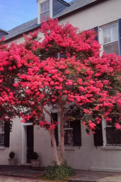 Tuscarora Watermelon Red Crape Myrtle - 5 Gallon Pot -Wilson Bros Garden Crape20Myrtle Tuscarora 12