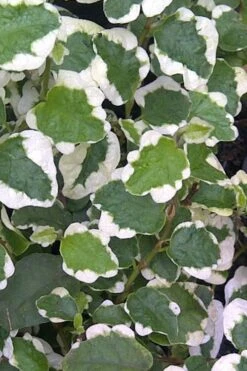 Variegated Creeping Fig (Ficus Pumila 'Variegata') - 10 Pack Of 4" Pint Pots -Wilson Bros Garden Creeping Fig Variegated Ficus Pumila Rev 500x750 2