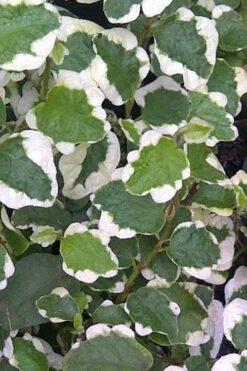Variegated Creeping Fig - Ficus Pumila 'Variegata' - 6 Pack Of Pint Pots -Wilson Bros Garden Creeping Fig Variegated Ficus Pumila Rev 500x750 3