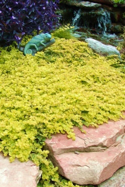 Golden Creeping Jenny - Lysimachia Nummularia Aurea - 10 Pack Of Pint Pots -Wilson Bros Garden Creeping Jenny 20 2