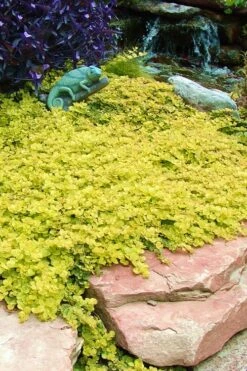 Golden Creeping Jenny - Lysimachia Nummularia Aurea - 5 Pack Of Pint Pots -Wilson Bros Garden Creeping Jenny 20 3
