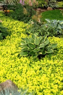 Golden Creeping Jenny - Lysimachia Nummularia Aurea - 5 Pack Of Pint Pots -Wilson Bros Garden Creeping Jenny 21 3