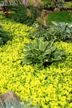 Golden Creeping Jenny - Lysimachia Nummularia Aurea - 6 Pack Of Pint Pots -Wilson Bros Garden Creeping Jenny 21 4