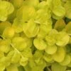 Golden Creeping Jenny - Lysimachia Nummularia Aurea - 18 Pack Of Pint Pots -Wilson Bros Garden Creeping Jenny 22