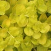 Golden Creeping Jenny - Lysimachia Nummularia Aurea - 18 Pack Of Pint Pots 1 Golden Creeping Jenny - Lysimachia Nummularia Aurea - 18 Pack Of Pint Pots -Wilson Bros Garden Creeping Jenny 22 5