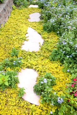 Golden Creeping Jenny - Lysimachia Nummularia Aurea - 5 Pack Of Pint Pots -Wilson Bros Garden Creeping Jenny 25 6