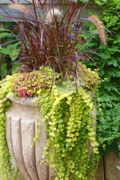 Golden Creeping Jenny (Lysimachia Nummularia 'Aurea') - 5 Pack Of Quart Pots -Wilson Bros Garden Creeping Jenny 26 1