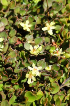 Creeping Wire Vine (Muehlenbeckia Axillaris) - 10 Pack Of Pint Pots -Wilson Bros Garden Creeping Wire Vine Nana 1