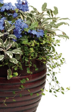 Creeping Wire Vine (Muehlenbeckia Axillaris) - 10 Pack Of Pint Pots -Wilson Bros Garden Creeping Wire Vine Nana 2