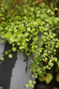 Creeping Wire Vine (Muehlenbeckia Axillaris) - 18 Pack Of Pint Pots -Wilson Bros Garden Creeping Wire Vine Nana 3 2