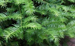 Creeping Japanese Plum Yew (Cephalotaxus Harringtonia 'Prostrata') - 2.5 Quart Pot -Wilson Bros Garden Creeping japanese Plum Yew 1 1