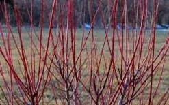 Variegated Dappled Willow Tree - Salix Integra 'Hakuro Nishiki' - 1 Gallon Pot - Tree Form 11 Variegated Dappled Willow Tree - Salix Integra 'Hakuro Nishiki' - 1 Gallon Pot - Tree Form -Wilson Bros Garden Dappled Willow Tree Stems 2