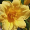 Stella De Oro Daylily - 1 Gallon Pot -Wilson Bros Garden Daylily Stella De Oro 25