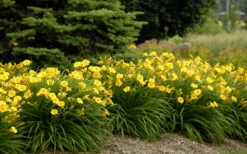 Stella De Oro Daylily - 1 Gallon Pot -Wilson Bros Garden Daylily Stella De Oro 26
