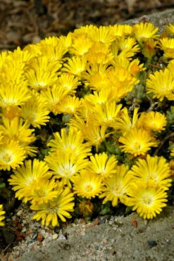 Banana Blast Yellow Ice Plant (Delosperma) - 5 Pack Of Quart Pots -Wilson Bros Garden Delosperma Hot Cakes Banana Blast 2
