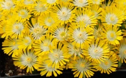 Banana Blast Yellow Ice Plant (Delosperma) - 5 Pack Of Quart Pots -Wilson Bros Garden Delosperma Hot Cakes Banana Blast 3