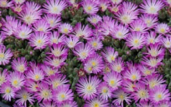 Fig Fusion Purple Ice Plant (Delosperma) - 5 Pack Of Pint Pots -Wilson Bros Garden Delosperma Hot Cakes Fig Fusion 3