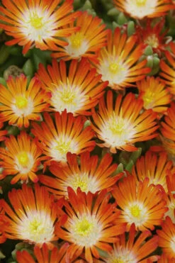 Pumpkin Perfection Orange Ice Plant (Delosperma) - 10 Pack Of Pint Pots