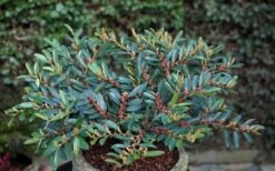 Blue Cascade Evergreen Witch Hazel (Distylium) - 3 Gallon -Wilson Bros Garden Distylium Blue Cascade 10