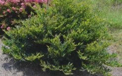 Blue Cascade Evergreen Witch Hazel (Distylium) - 3 Gallon -Wilson Bros Garden Distylium Blue Cascade 4