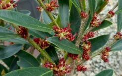 Blue Cascade Evergreen Witch Hazel (Distylium) - 3 Gallon -Wilson Bros Garden Distylium Blue Cascade Flowers