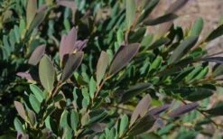 Cinnamon Girl Distylium (Evergreen Witch Hazel) - 3 Gallon Pot 10 Cinnamon Girl Distylium (Evergreen Witch Hazel) - 3 Gallon Pot -Wilson Bros Garden Distylium Cinnamon Girl Leaves