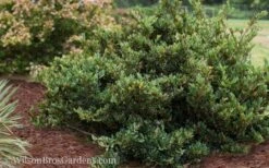 Coppertone Distylium - 3 Gallon Pot -Wilson Bros Garden Distylium Coppertone 5