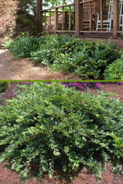 Vintage Jade Evergreen Witch Hazel (Distylium) - 3 Gallon Pot