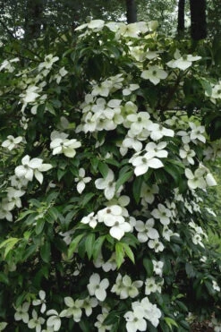 Empress Of China Dogwood - 7 Gallon Pot (3-4') 13 Empress Of China Dogwood - 7 Gallon Pot (3-4') -Wilson Bros Garden Dogwood Empress Of China 35 4