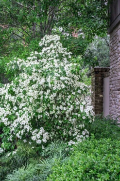 Empress Of China Dogwood - 7 Gallon Pot (3-4') 12 Empress Of China Dogwood - 7 Gallon Pot (3-4') -Wilson Bros Garden Dogwood Empress Of China 500x750 5