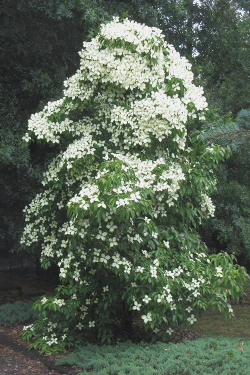 Empress Of China Dogwood - 7 Gallon Pot (3-4') 8 Empress Of China Dogwood - 7 Gallon Pot (3-4') - Image 6