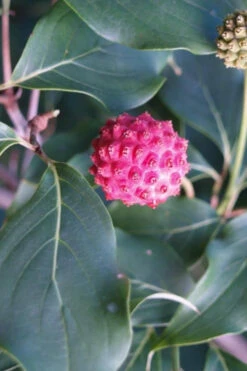 Empress Of China Dogwood - 7 Gallon Pot (4-5') -Wilson Bros Garden Dogwood Empress of China 31 2