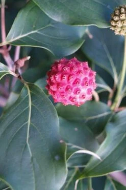 Empress Of China Dogwood - 3 Gallon Pot 15 Empress Of China Dogwood - 3 Gallon Pot -Wilson Bros Garden Dogwood Empress of China 31