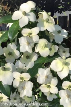 Empress Of China Dogwood - 3 Gallon Pot