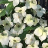 Empress Of China Dogwood - 7 Gallon Pot (3-4') 2 Empress Of China Dogwood - 7 Gallon Pot (3-4') -Wilson Bros Garden Dogwood Empress of China 33 4