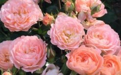 Apricot Drift Dwarf Rose - 2 Gallon Pot 12 Apricot Drift Dwarf Rose - 2 Gallon Pot -Wilson Bros Garden Drift Rose Apricot 2 1