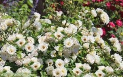 Popcorn Drift Groundcover Rose - 3 Gallon Pot -Wilson Bros Garden Drift Rose Popcorn 21 2