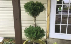 Poodle Tier Dwarf Alberta Spruce 2-Ball Poodle Tier Topiary - 2 Gallon Pot -Wilson Bros Garden Dwarf Alberta Spruce Poodle Tier