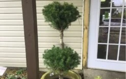 Poodle Tier Dwarf Alberta Spruce 3 Ball Topiary (3-Ball) - 3 Gallon Pot -Wilson Bros Garden Dwarf Alberta Spruce Poodle Tier 3