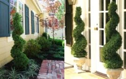 Spiral Dwarf Alberta Spruce Topiary - 2 Gallon Pot -Wilson Bros Garden Dwarf Alberta Spruce Spiral 2