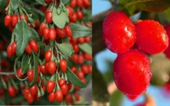 Goji Berry Plant - Lycium Barbarum - 3 Gallon Pot 9 Goji Berry Plant - Lycium Barbarum - 3 Gallon Pot -Wilson Bros Garden Dynamite Goji Berry 1