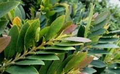 Coppertone Distylium - 3 Gallon Pot -Wilson Bros Garden Dystilium Coppertone