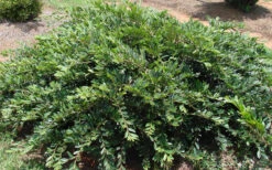 Vintage Jade Evergreen Witch Hazel (Distylium) - 3 Gallon Pot -Wilson Bros Garden Dystilium Vintage Jade