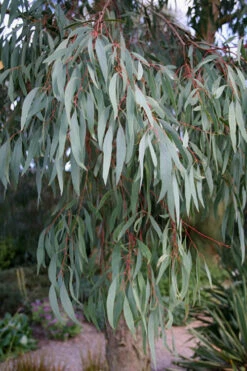 Angus Cold Hardy Eucalyptus Tree (Eucalyptus Nicholii) - 2 Gallon Pot -Wilson Bros Garden Eucalyptus Angus 15